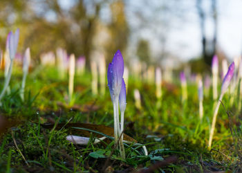 Close-up of purple crocus blooming outdoors
