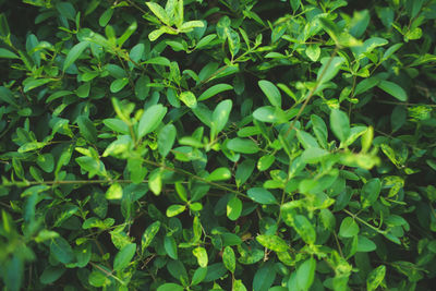 Full frame shot of leaves on field