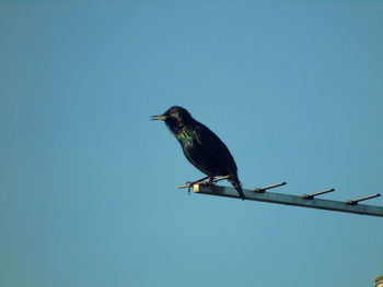 Starling perching on antenna against clear sky