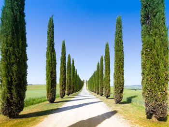 Panoramic view of road amidst trees against clear sky