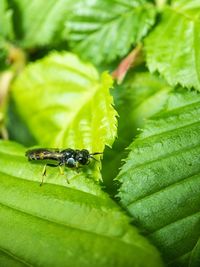 Close-up of insect on leaf