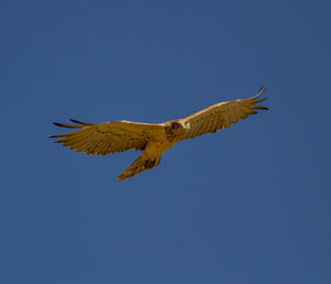 Low angle view of eagle flying against clear blue sky