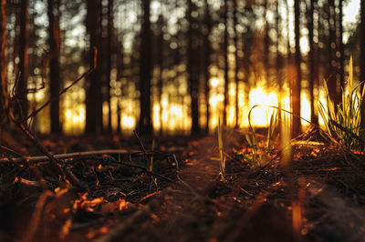 Trees growing on field at sunset