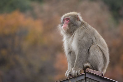 Close-up of monkey sitting on metal