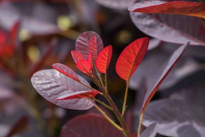 Close-up of red flowering plant