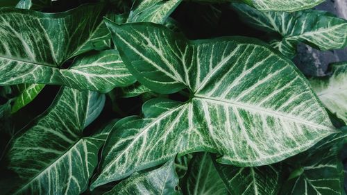 Full frame shot of fresh green leaves