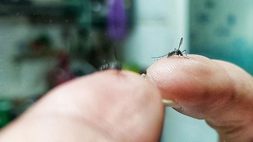 Close-up of insect on finger