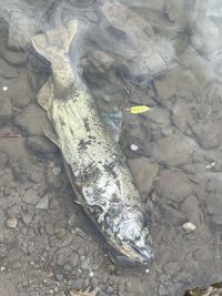 High angle view of fish on rock