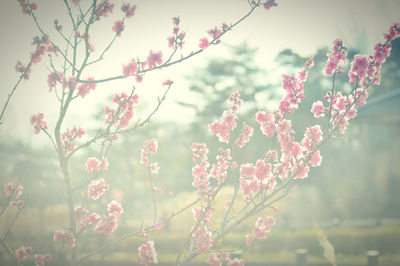 Close-up of pink plum blossoms