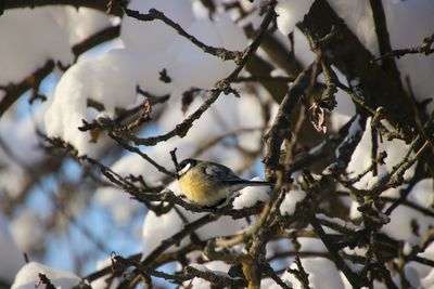 Low angle view of bluetit perching on branch