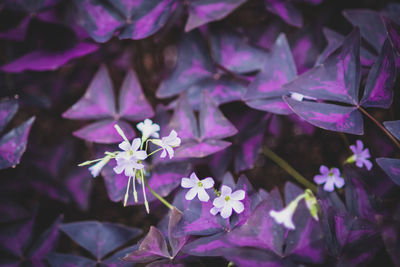 Close-up of purple flowering plants