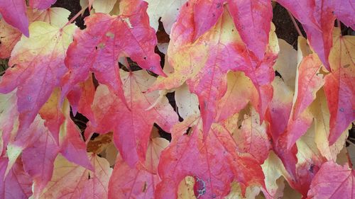 Full frame shot of red leaves