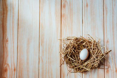 High angle view of bird in nest