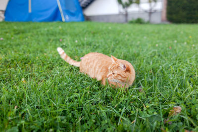 Cat lying on grass