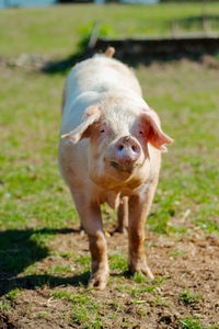 Close-up of pig on field