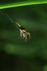 Close-up of spider on web