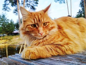 Close-up portrait of a cat