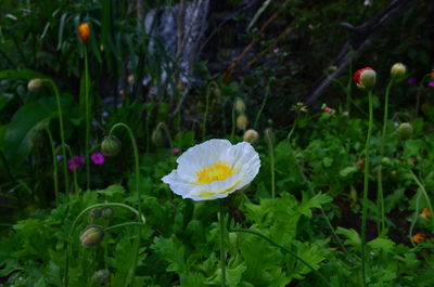 Close-up of flowering plant