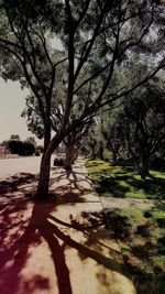 Trees growing in sunlight