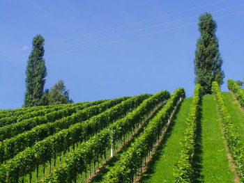  vineyard with cypresses against blue sky