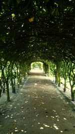 Footpath amidst trees in park