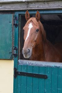 Portrait of a horse in stable
