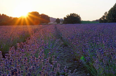 Scenic view of field against sky during sunset