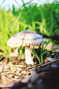 Close-up of mushroom growing on field