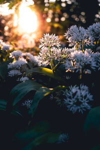 Close-up of white daisy plant