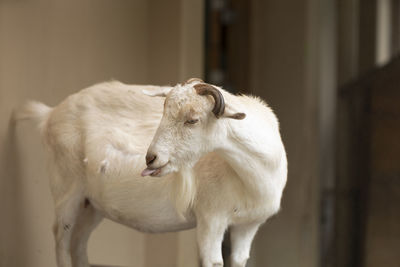 Close-up of goat