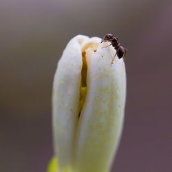 Close-up of insect on flower