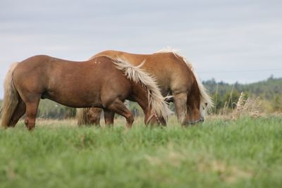 Horses grazing on field against sky