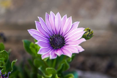 Close-up of purple flower