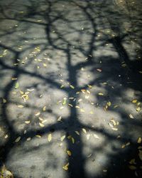 High angle view of leaves on lake