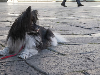 Low section of dog on street in city