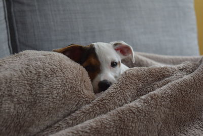 Close-up portrait of a dog resting