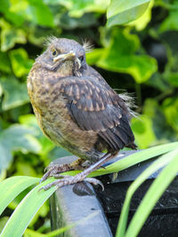 Close-up of bird perching on a plant