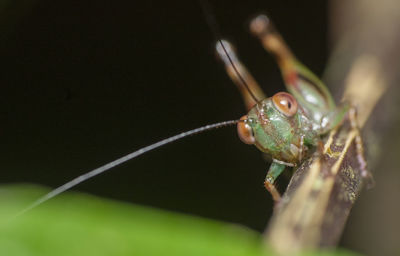 Close-up of insect