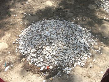 High angle view of crab on beach