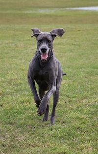 Portrait of dog running on field