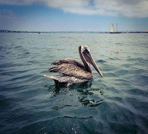 View of pelican swimming in sea