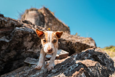 Portrait of puppy on rock