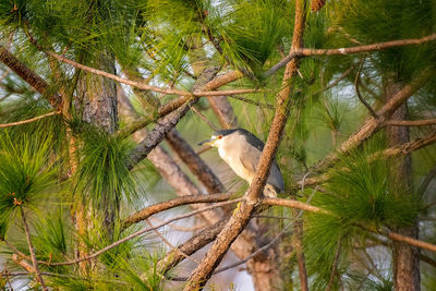 Low angle view of bird perching on tree