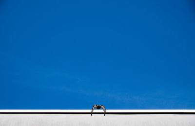 Low angle view of pigeon flying against clear sky