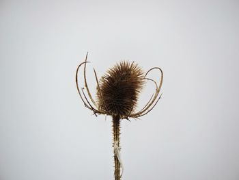 Close-up of thistle against clear sky