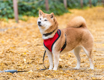 Portrait of dog standing on grass