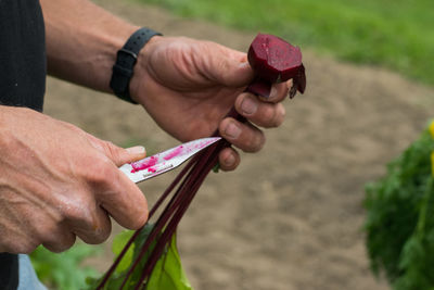 Midsection of man cutting beet