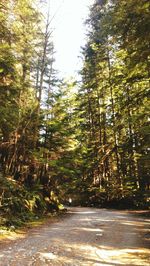 Road passing through forest