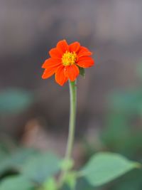 Close-up of orange flower