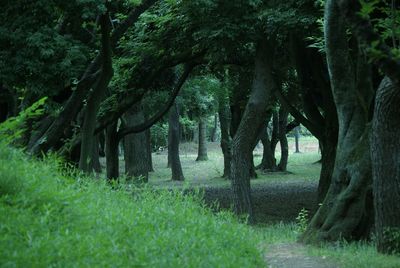 Trees in forest